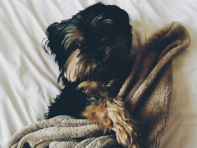 Protect your pets from heartworm – even in the winter!