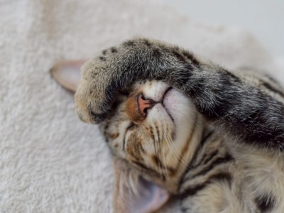 Why Cats Eat Plants