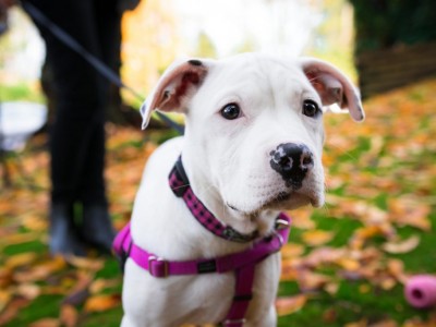 Advice About Dog Walking Equipment