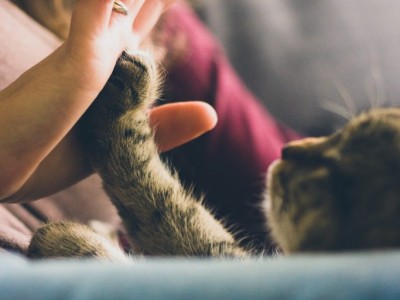 Dealing with the Loss of a Pet