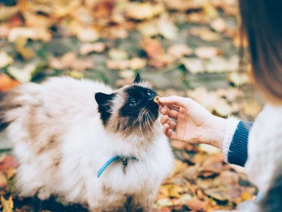 Pet Food… In the Raw