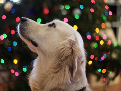 Holiday Pet Safety Tips